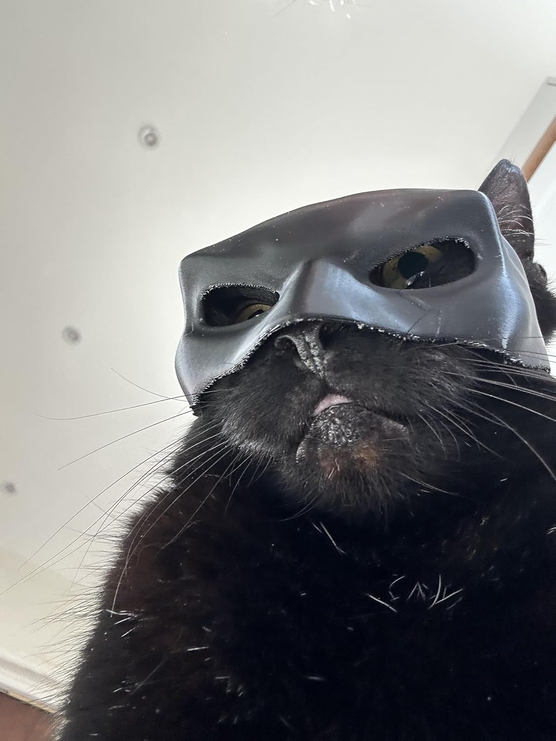 Cat Bat Mask for Adult Medium and Large Cats | PetNestUK