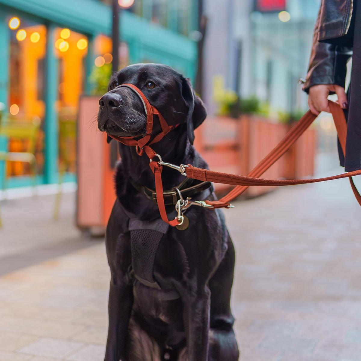 HALTI Adjustable Dog Headcollar