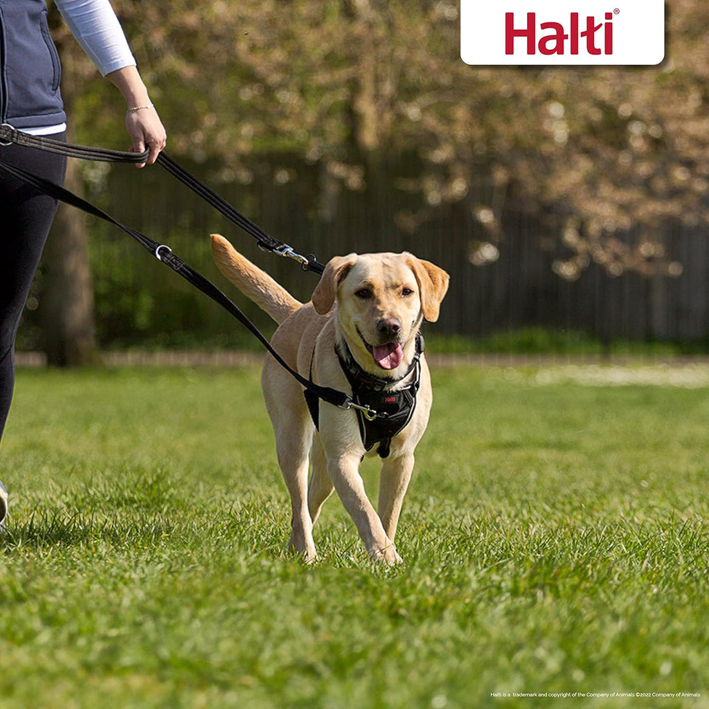 HALTI Training Lead | PetNestUK