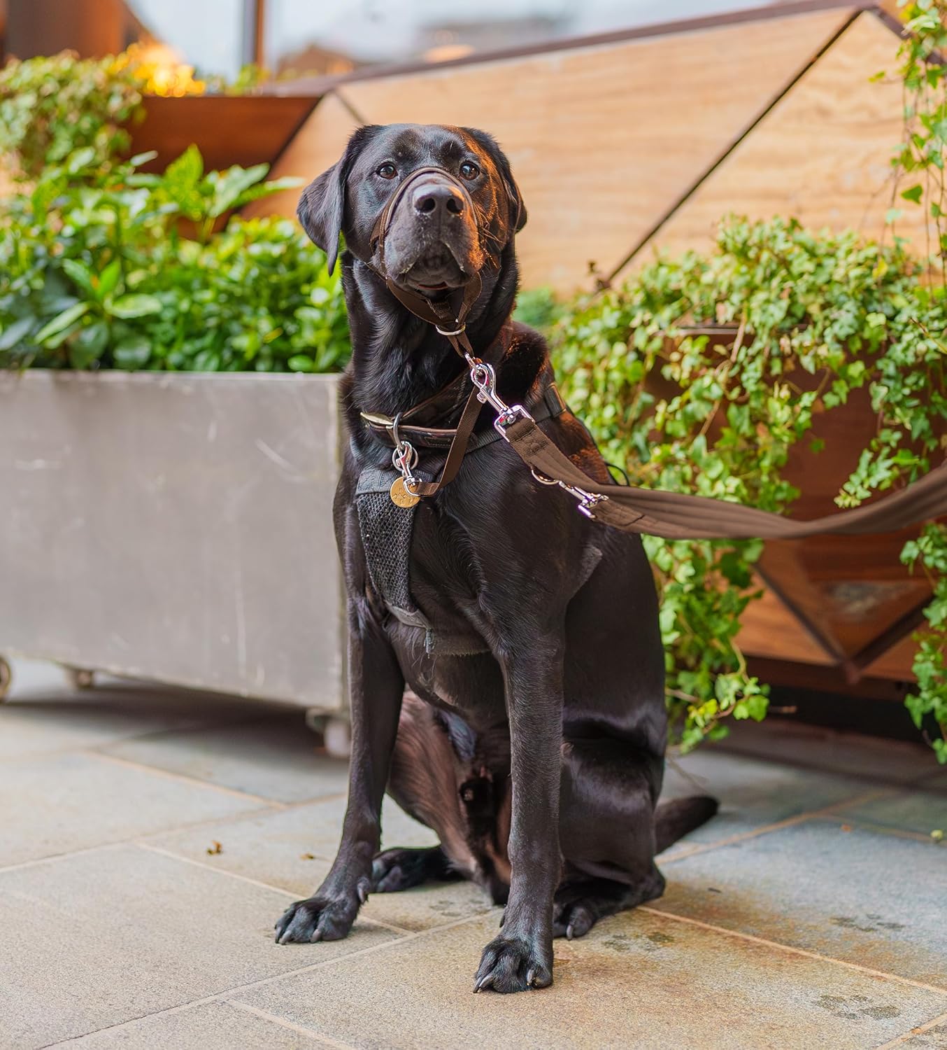 HALTI Training Lead | PetNestUK