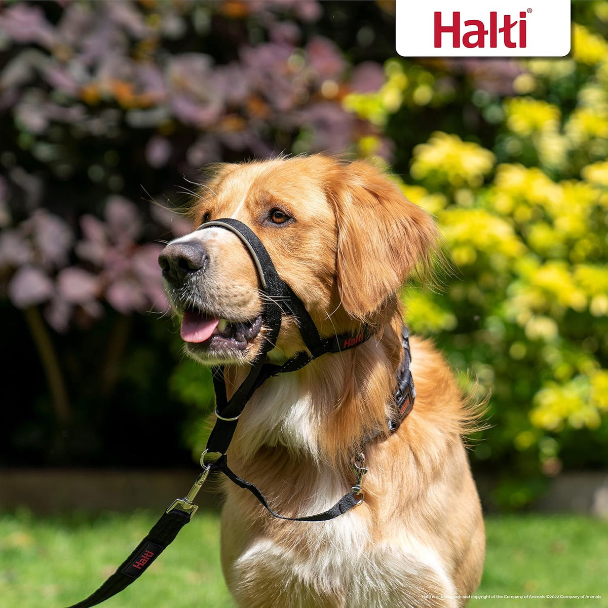 HALTI Adjustable Dog Headcollar