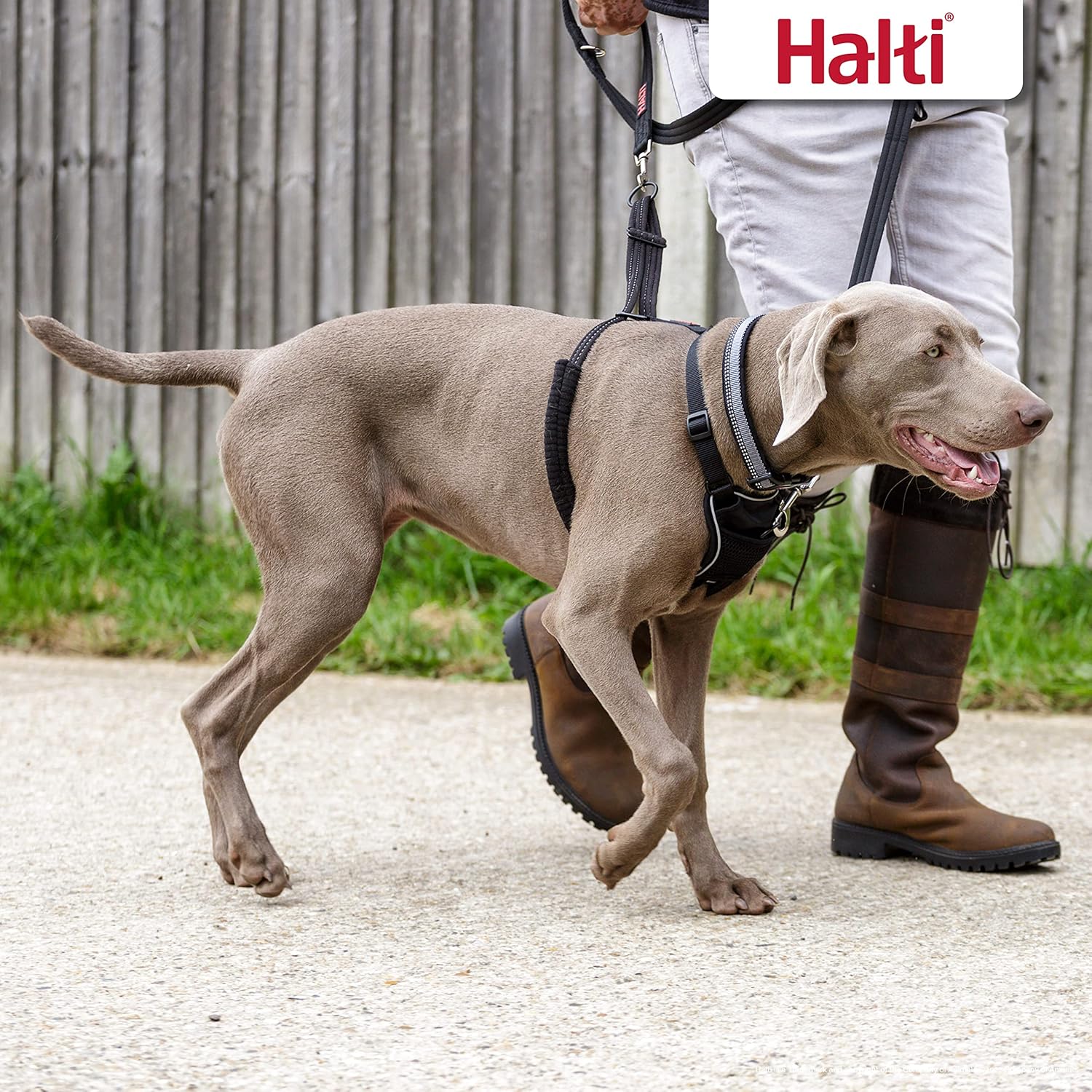 HALTI No Pull Harness Size Medium, Professional | PetNestUK