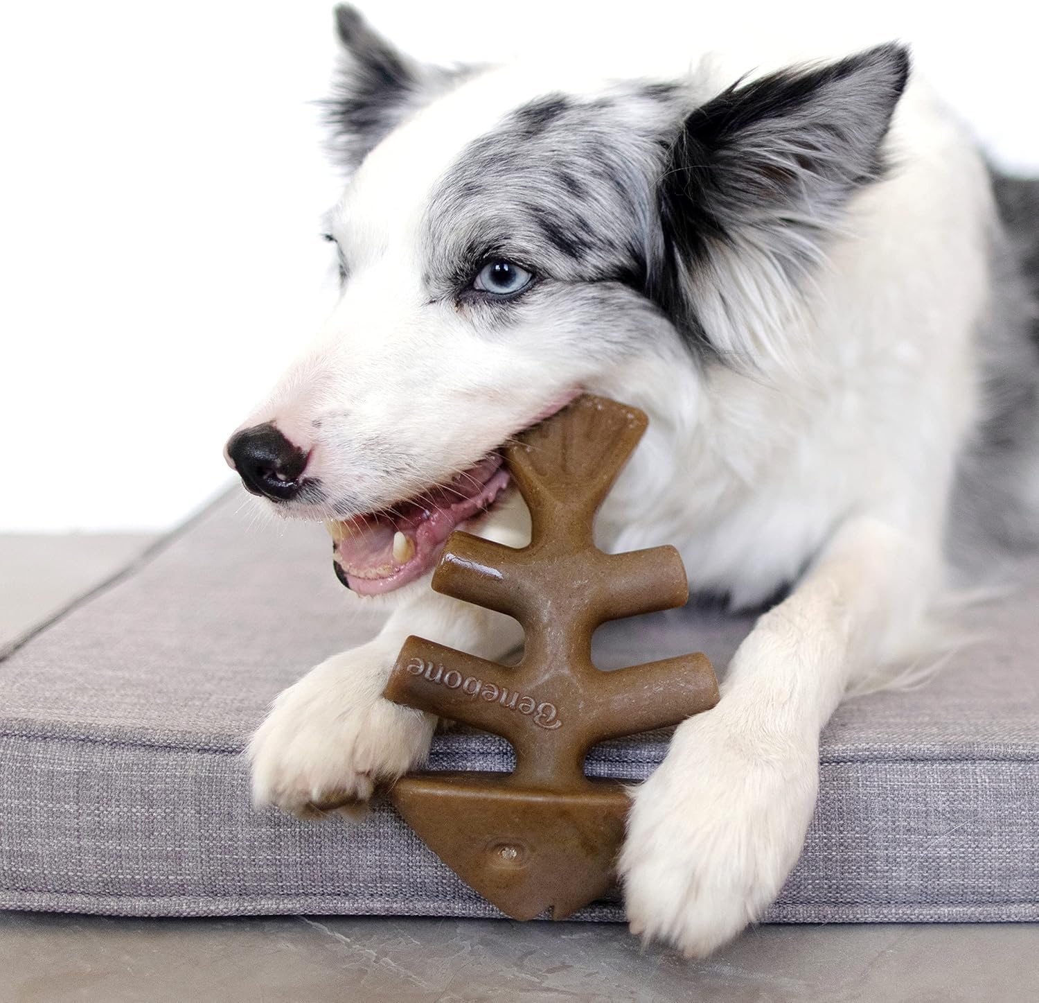 Benebone Durable Dog Chew Toy Box for Aggressive | PetNestUK