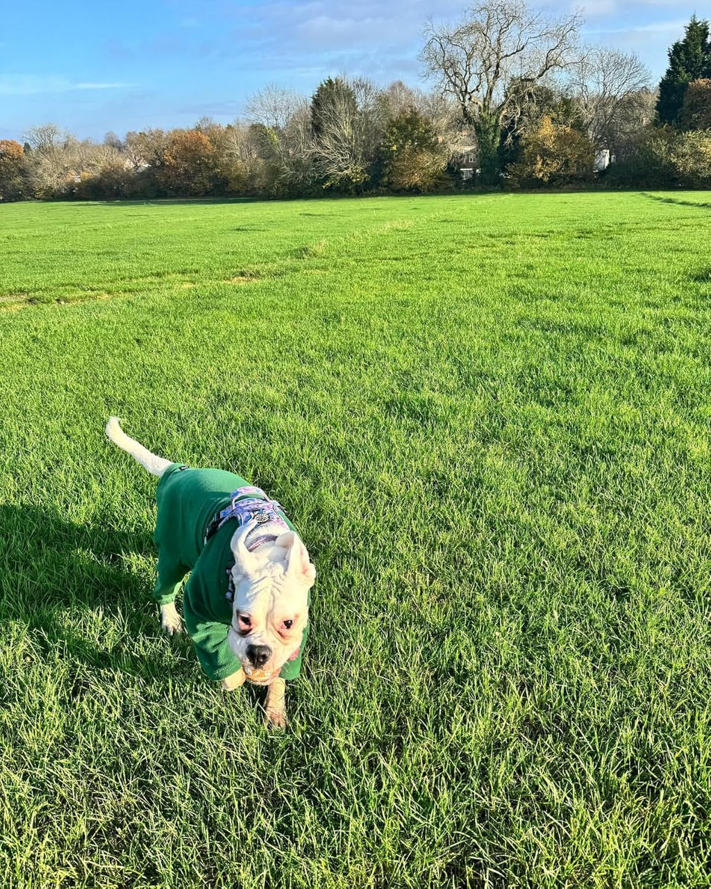 Warm Four-Legged Dog Fleece | PetNestUK