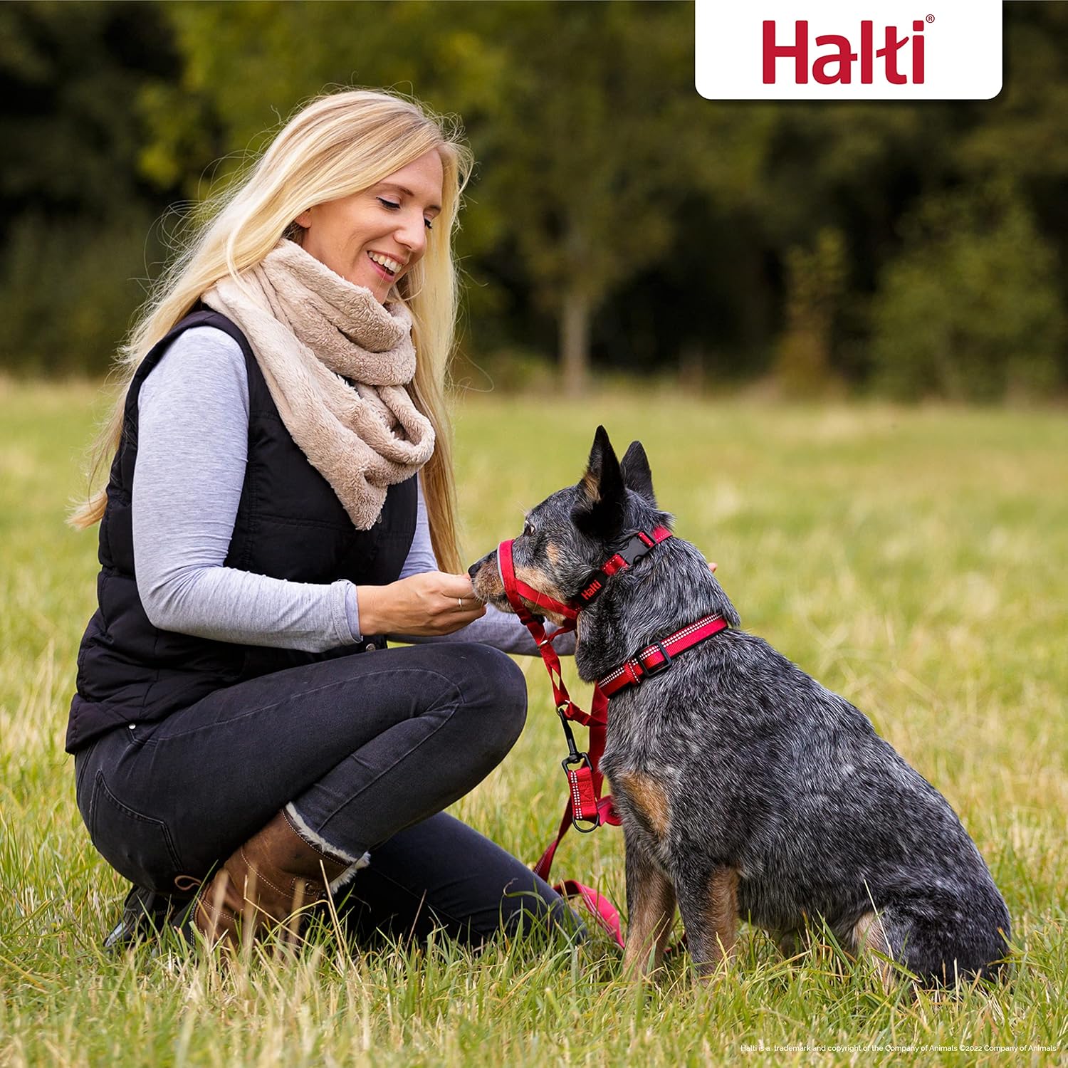HALTI Headcollar, UK Bestselling Harness to Stop | PetNestUK
