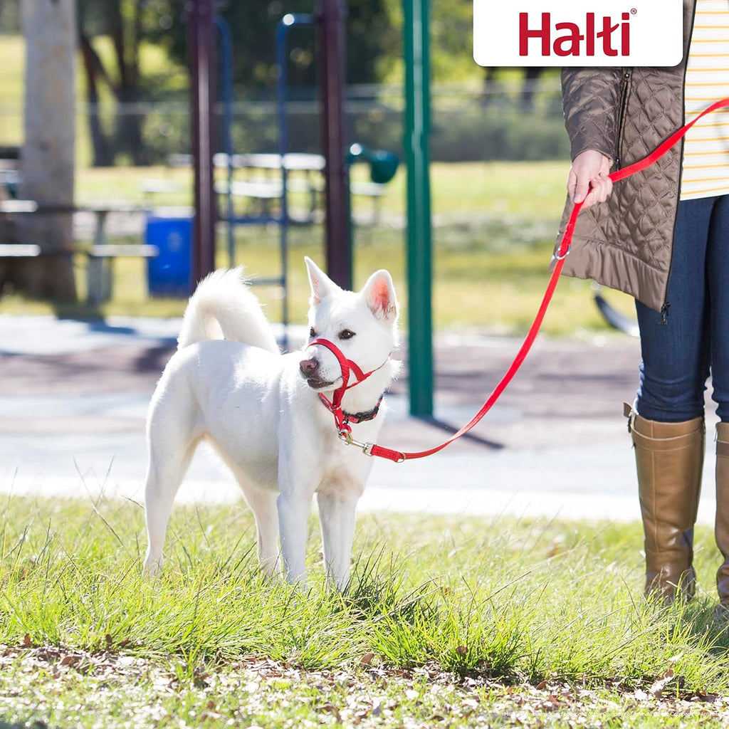 HALTI Training Lead | PetNestUK