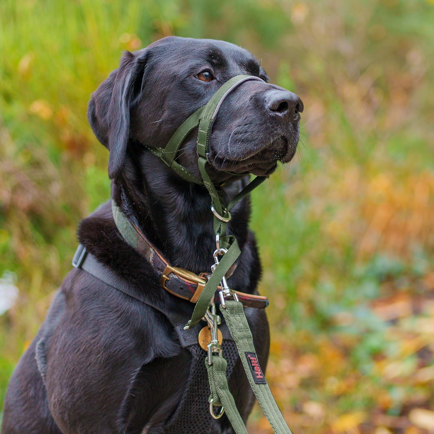 HALTI Headcollar, UK Bestselling Harness to Stop | PetNestUK