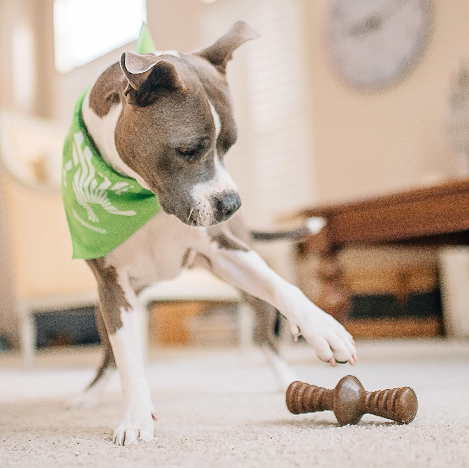 Benebone Durable Dog Chew Toy Box for Aggressive | PetNestUK